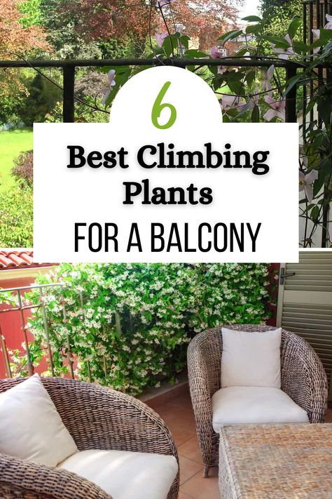 Balconies are generally limited in floor space, which means growing plants can be a challenge. An obvious solution to this problem is climbing plants. However, there are some important considerations when picking out climbing plants for a balcony. In this post, we’ll cover the things you should know before listing some of the best options for balcony climber plants. Privacy Plants For Balcony, Climbing Plant Balcony, Balcony Creeper Plants, South Balcony Plants, East Facing Balcony Plants, Balcony Trellis Ideas, Easy Balcony Plants, Narrow Balcony Garden, Outdoor Plants For Balcony