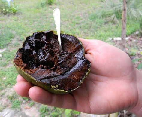 Can You Grow Black Sapote From Seed... and will it make GOOD fruit?? | The Survival Gardener Fantasy Fruit, Black Sapote, Edible Forest, Fruit Fast, Florida Plants, Chocolate Apples, Florida Garden, Growing Fruit Trees, Garden Pathways