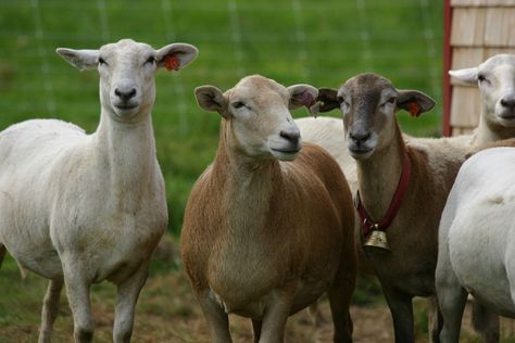 Katahdin Sheep, Farm Hacks, Sheep Breeds, Angora Goats, Sheep Farm, Goat Farming, Hobby Farms, Farm Life, Low Maintenance