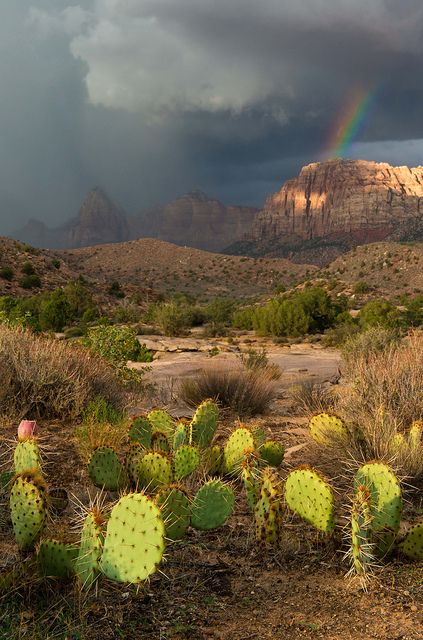 I promise, everyday is this magical here. Rain or Shine. - Zion National Park, Utah, Watchman Rainbow Photo Credit: Seth Hamel Desert Rain Aesthetic, Desert Aesthetic, Zion National Park Utah, Rainbow Photo, Desert Dream, Utah National Parks, Desert Landscape, Zion National Park, Desert Landscaping