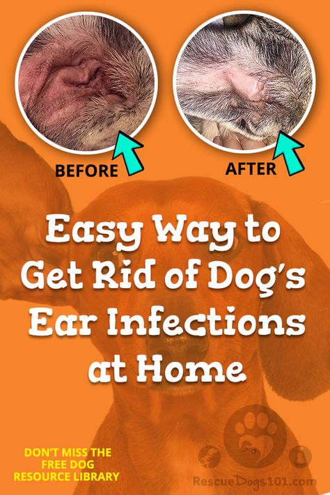 Easy way to get rid of dogs ear infections at home. See before and after pictures of my dogs ear infection. If your dog has brown gunk in his ears you need to see my Step by step on How I Clean My Dogs Ears. #doghealth #doggies #doglovers #dog #dogadopt #dogadoption #adoptadog #dogstuff #cuteanimals #puppy #doggoals #puppylove  #rescuedogs101 Dog Ear Remedies, Ear Infections In Dogs, Ear Wash For Dogs Diy, Dog Ear Infections, Yeast In Dogs Ears Remedies, Dogs Ears, Dogs Ears Itching Remedies, Ear Mites In Dogs Remedies, Yeast In Dogs Ears