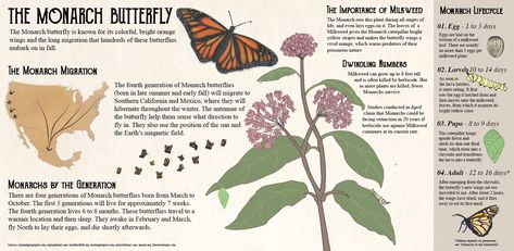 Butterfly Infographic, Monarch Butterflies, Butterfly Garden, Monarch Butterfly, Infographic Design, Bright Orange, Butterflies, Graphic Design, Quick Saves