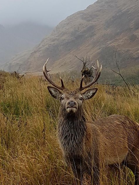 Scotland Animals, Northern Lights Scotland, Scotland Nature, Glen Etive, Majestic Deer, St Cuthbert, Glen Coe, Scotland Highlands, England And Scotland