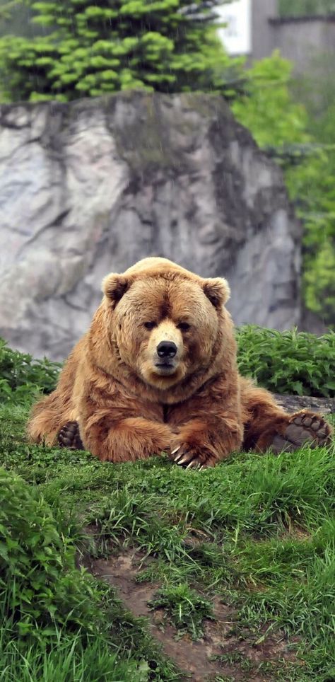 Brown Bear ~ lying on the grass Kodiak Bear, Regnul Animal, Brother Bear, Love Bear, Bear Art, Big Bear, Grizzly Bear, Animal Planet, Animal Photo