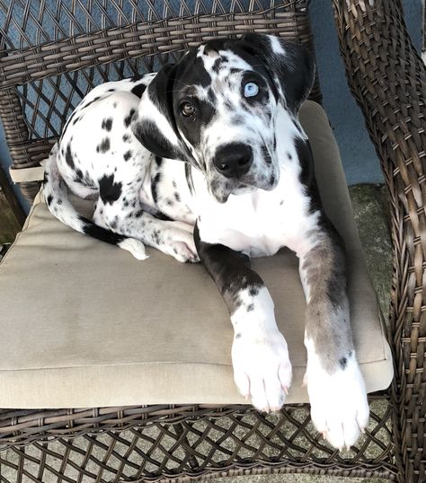 Pretty Great Dane, Great Dane Puppies, Fawn Great Dane, Great Dane Aesthetic, Great Danes, Great Dane Spotted, Aesthetic Great Dane, Black And White Great Dane, Merle Great Danes