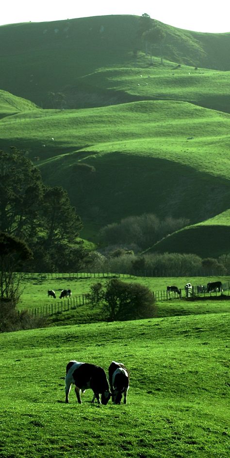 Cows Grazing, North Island New Zealand, New Zealand Landscape, Rural Landscape, Foto Art, Beautiful Places In The World, Rolling Hills, Alam Yang Indah, Most Beautiful Places