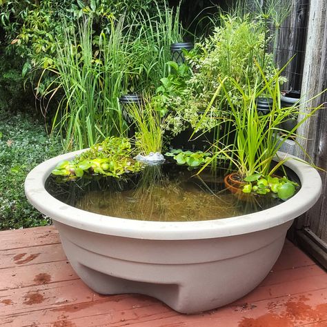 Small Frog Pond Ideas, Fish Pond Ideas Above Ground, Above Ground Pond Diy, Diy Fish Ponds Backyard, Frog Ponds Backyard, Diy Frog Pond, Container Pond With Fish, Container Fish Pond, Diy Container Pond