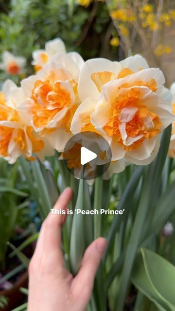 Farmer Gracy on Instagram: "Daffodil royalty! Narcissus ‘Peach Prince’ 🍑👑
Plant them in pots or borders this autumn for flowers like these next spring! Bulbs are available to order now, enter code EARLYBIRD and save 10%.

.
.
.
#daffodil #narcissus #narcissi #springbulbs #doubledaffodil #doublenarcissus #cutflowergarden #growyourownflowers #growflowers #flowerslovers #peachflowers #peach #prettyinpeach flowers #plants #lovegardening #gardening #easyplants" Farmer Gracy, Daffodil Narcissus, Cut Flower Garden, Spring Bulbs, Peach Flowers, Easy Plants, Flowers Plants, Growing Flowers, Grow Your Own