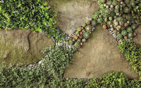 Creeping Plants, Evergreen Groundcover, Landscaping Rock, Hydrangea Landscaping, Creeping Thyme, Stone Plant, Garden Stepping Stones, Front Yard Garden Design, Plants To Grow