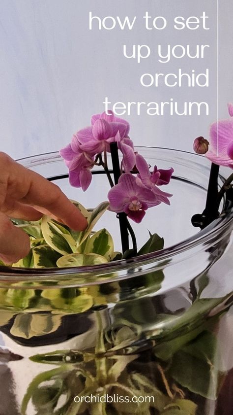 Orchid House Plant, Orchid In Terrarium, Repotting Orchids In Glass Vase, African Violets Terrarium, Orchid Ideas Decor, How To Pot An Orchid, Orchid In Glass Container, Orchids In Glass Containers, Miniature Orchids Terrarium