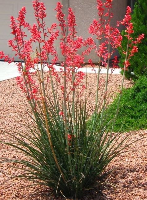 Red Yucca | Shoal Creek Nursery LLC | Austin, TX Landscape Front Yard Make Over Succulent Simple Low Maitenenece Geometric Modern, So Cal Landscaping, Hesperaloe Parviflora, Red Yucca, Chihuahuan Desert, Succulent Landscape Design, Hummingbird Plants, Yucca Plant, Succulent Landscaping