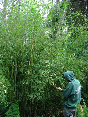 Fargesia murielae. Non-invasive (clumping), zone 5, shade tolerant bamboo. Grow 10-14". Backyard Bamboo, Tropical Garden Design, Bamboo Garden, Zone 5, Bamboo Tree, Evergreen Plants, Ornamental Plants, Ornamental Grasses, Gnome Garden