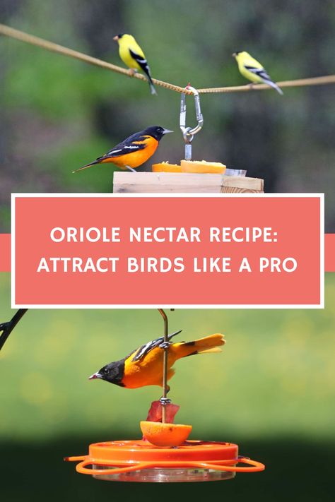 If you think you love watching orioles now, wait until you try this recipe. It's like they sent out an invite to every oriole in the neighborhood! Oriole Nectar Recipe, Backyard Birds Watching, Backyard Birds Sanctuary, Backyard Birds Feeders, Bird Feeder Plans, Bird Sanctuary, Sweet Cravings, How To Attract Birds, Bird Food