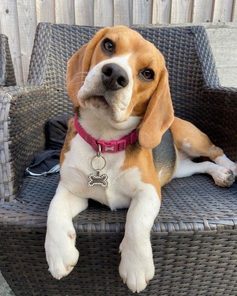 Begal Puppies, Puppy Beagle, Baby Beagle, Cutee Animals, Cute Beagles, Cute Dog Photos, Really Cute Dogs, Puppies And Kitties, Pictures Funny