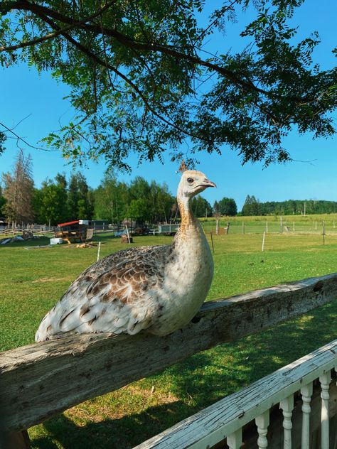 Peacock Farm, Aesthetic Chicken, Farm Dream, Autumn Farm, Dinner Aesthetic, Dream Farm, Peacock Bird, Chicken Farm, Farmhouse Country