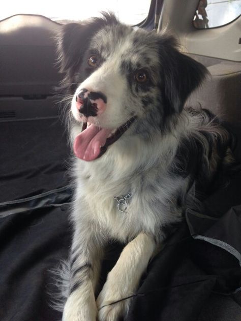 Blue Merle Border Collie Echo Blue Merle Border Collie Puppy, Blue Border Collie, Border Collie Merle, Blue Merle Border Collie, Blue Merle Collie, Merle Border Collie, Collie Puppies, Border Collie Puppies, Dog Mixes