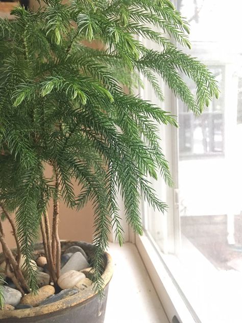 Norfolk Island Pine for Christmas and Beyond. This festive houseplant is easy to keep all year. Tropical Pine Tree, Norfolk Pine Indoor, Indoor Plants Ideas Decor, Gardening Therapy, Interior Gardens, Indoor Plant Ideas, Norfolk Island Pine, Wishlist Plants, Plant Jungle