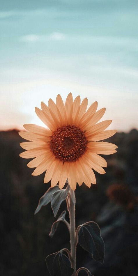 Sunflower, Iphone Wallpaper, Iphone