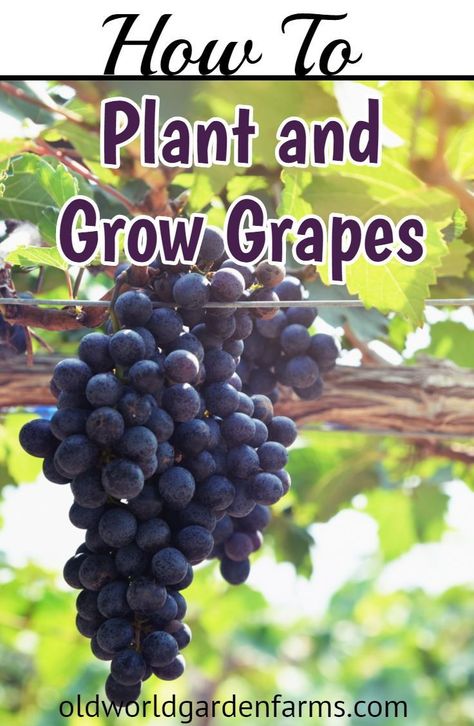 Container Gardening Fruit, Growing Wine Grapes, Old World Garden, Grape Vine Trellis, Grow Grapes, Wine Garden, Grape Vine Plant, Grapes Fruit, Grape Arbor