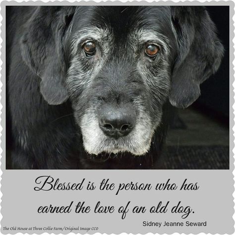 Dog Quotes Love, Old Dog, Dog Rules, Old Dogs, Dog Memorial, Senior Dog, Cute Animal Pictures, Animal Quotes, Dog Quotes