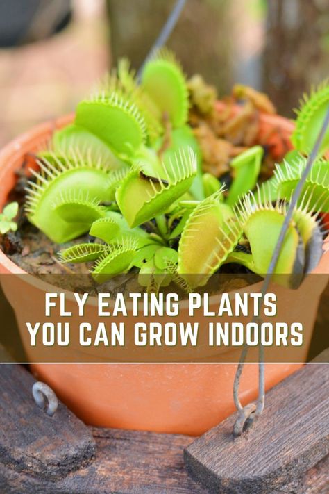 If you have a lot of bugs in your home, fly eating plant will be the perfect houseplant! Not only are they beautiful, but they also eat all sorts of insects and bugs. With the proper care and attention, fly eating plant can be a great indoor plant that’s not just for show. Read the full article here: Garden Help, Indoor Gardens, Indoor Gardening, Growing Indoors, Indoor Plant, Indoor Garden, Geography, Indoor Plants, Bright Colors