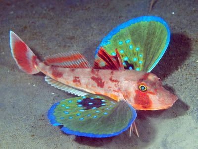 The Butterfly of the Sea: Red Gurnard |..(Chelidonichthys spinosus) is one of 100 different species of Sea Robins, or Gurnards. These fantastic fish are normally found on the sea floor at depths of around 660 ft. Instead of scales, they have special armored plates. They also have a special set of ‘wings,’ which are actually just beautiful pectoral fins, that allow them to “fly” through the water and six spiny feet that allow them to walk across the ocean floor in search of food. Photo by joe H Creature Marine, Fauna Marina, Butterfly Fish, Life Under The Sea, Beneath The Sea, Underwater Creatures, Underwater Life, Exotic Fish, Blue Fish