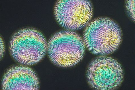 Iridescent, fingerprint-like patterns appear on the surfaces of these liquid crystal droplets. Crystal Shells, Indian Journal, Video Contest, Liquid Crystal, Crystal Pattern, Photo Texture, Things Under A Microscope, Water Droplets, Patterns In Nature