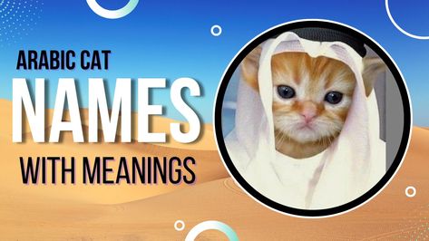 Here's the list of 150+ Arabic Cat Names for male and female cats with meanings. Read now. Arabic Cat Names, Cat Names For Boys, Names For Male Cats, Ginger Cat Names, Names For Cats, Muslim Names, Boy Cat Names, Large Cat Breeds, Cute Cat Names