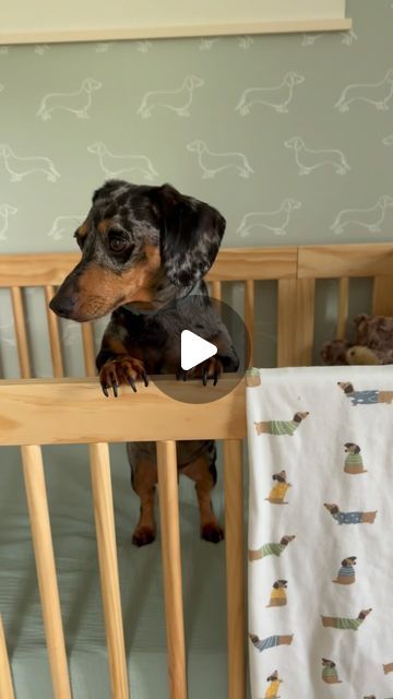 Otis & Dewey on Instagram: "We wanted to show everybody all the details of our doxie themed nursery 🤭🐶🌭" Dachshund Nursery Theme, Dachshund Nursery, Dachshund Decor, Baby Dachshund, Themed Nursery, Wiener Dog, Baby Dogs, Nursery Themes, The Details