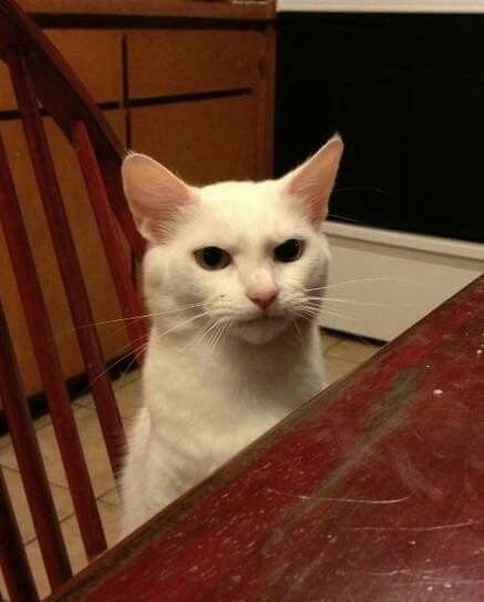 Angry cat meme response Evil Cat, Pet Day, What Do You Mean, Funny Cat Pictures, Grumpy Cat, Funny Animal Pictures, Beautiful Cats, Animal Memes, White Cat