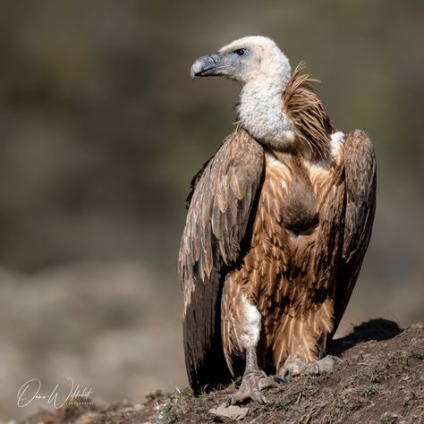 (Eurasian) Griffon Vulture; Gyps fulvus | Griffon Vulture on… | Flickr Eurasian Griffon Vulture, Griffin Vulture, Griffon Vulture, The Singularity, Wildlife Photos, Special Occasion, Birds, Animals