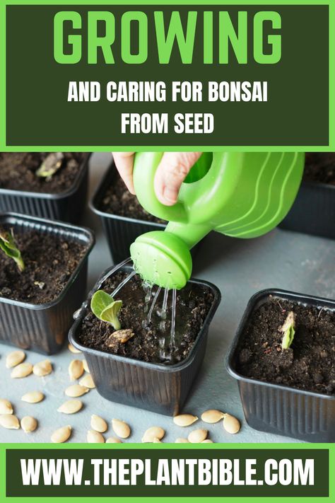 Caring for Bonsai From Seed Bonsai From Seed, How To Grow Bonsai, Growing Bonsai, Bonsai Fruit Tree, Bonsai Care, Bonsai Tree Care, Growing Fruit Trees, Bonsai Seeds, Mini Bonsai