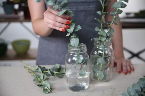 How To Grow and Use the Eucalyptus Plant How To Dry Fresh Eucalyptus, How To Propagate Eucalyptus, Potted Eucalyptus Plant, Eucalyptus Plant Indoor, Eucalyptus Diy, Eucalyptus Plant, Tattoo Plant, Apt Decor, Eucalyptus Bouquet