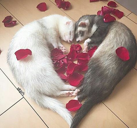 Valentine’s Day, Ferret Clothes, White Ferret, Baby Ferrets, Funny Ferrets, Pet Ferret, Cute Ferrets, Cat Species, Cute Small Animals