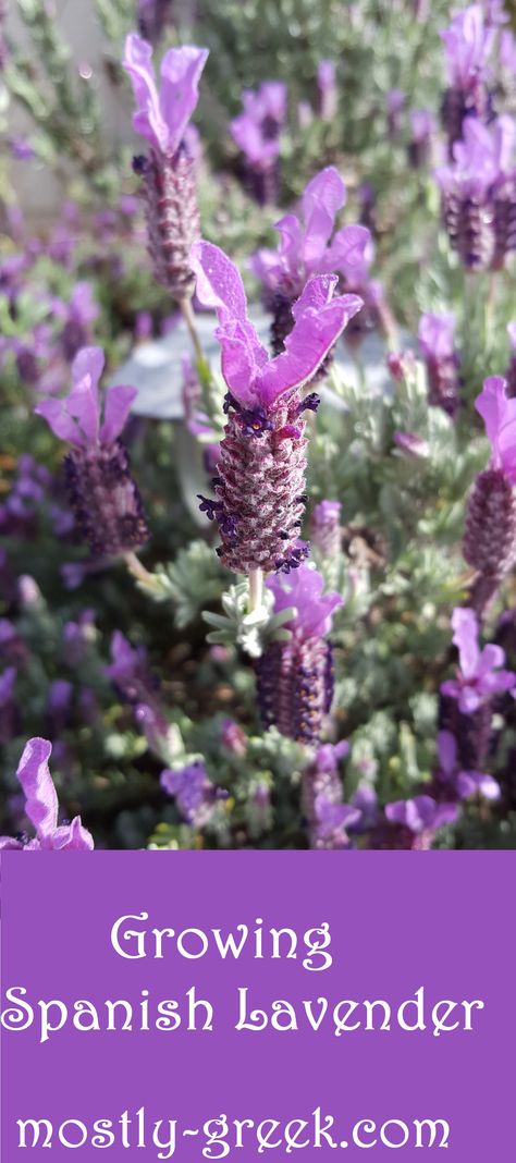 Spanish lavender is a unique looking plant and a total bee magnet!  It also has that lovely lavender smell.  Click on the link for tips for growing this stunning plant! #mostlygreek #spanishlavender #lavender #pollinators #beefriendlyplant #bees #herbs #herbgardens #organicgardening #droughttolerant Lavender Plant Care, Lavender Types, Lavender Care, Spanish Lavender, Bee Friendly Plants, Walnut Grove, Backyard Gardening, Buy Seeds, Lavender Plant