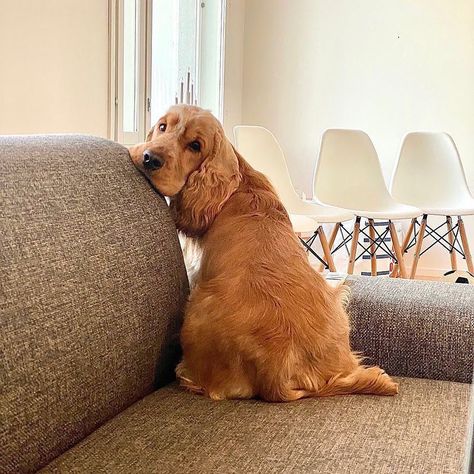 @cocker_spaniel_owners_’s Instagram profile post: “Posted @withregram • @cocker_spaniel_owners_ Posted @withregram • @elmospaniel Oh what are you looking at 👀. #cocker #cockerspaniel…” Cute Dogs Cocker Spaniel, Cokers Spaniel, Miniature Cocker Spaniel, Working English Cocker Spaniel, Sprocker Spaniel, Working Cocker Spaniel, Dream Puppy, Wedding Headwear, Cocker Spaniel Coquette