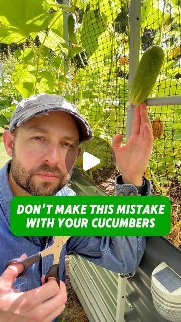 Josh Gardens on Instagram: "Don’t make this mistake with your cucumbers. 🥒 Cucumbers are one of my favorite summertime snacking veggie. ☀️You can pickle them, slice them, and put them in a cucumber salad 🥗 to enjoy throughout the growing season.

🔑The key is getting out in your garden daily to pick them before they over ripen 🌞. As you can see in the video, I missed a few! 😅

The other part about picking daily 🗓️ is that you don’t want the plant putting energy in cucumbers you’re not going to use. You want that growth going into forming new cukes. 🌱

Make sure you follow me to learn more about growing veggies in your backyard. 🏡

#cucumbers #gareeningtips #gareening #gardenhacks #homesteading #cukes #pickling #growingveggies #pickingveggies" When To Pick Cucumbers From Garden, Growing Pickles, When To Pick Cucumbers, When To Harvest Cucumbers, Grow Cucumbers Vertically, Pine Shavings, Flower Planting, Summertime Snacks, Growing Cucumbers