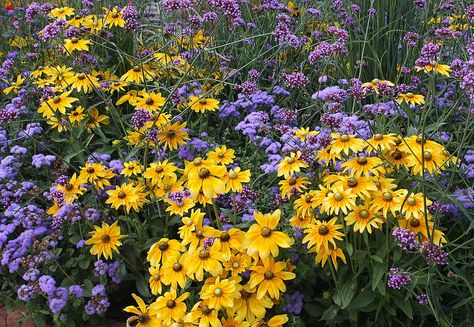 Purple And Yellow Flowers Aesthetic, Yellow And Purple Aesthetic, Purple Yellow Aesthetic, Yellow Purple Aesthetic, Purple And Yellow Aesthetic, Purple And Yellow Flowers, Purple Flowers Garden, Yellow Plants, Yellow Wildflowers