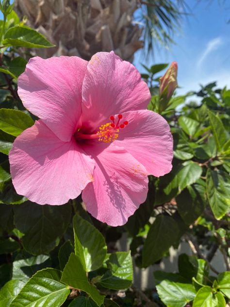 Hibiscus Flower Pfp, Vsco Beach Aesthetic, Hibiscus Flower Aesthetic, Summer Bahamas, Beach Aesthetic Sunset, Vsco Beach, Hawaii Flowers, Vacation Hawaii, Mermaid Aesthetic