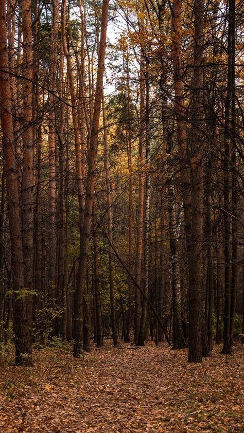 Forest Asthetic Picture, Autumn Forest Aesthetic, Pumpkin Shoot, Cabincore Aesthetic, Claire Kingsley, Forest Fall, Forest Falls, Fall Starts, Nature Fall