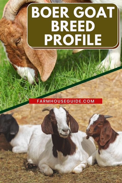 Boar Goats, Goat Breeds, Meat Goats, Goat Farming Ideas, Meat Goat Farming, Meat Goats Breeds, Goat Keeping, Boer Goats Pictures, What Can Goats Eat