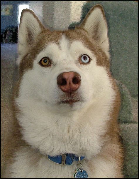 two different colored eyes! #Heterochromia #eyes Two Colored Eyes, Two Different Colored Eyes, Red Husky, Hybrid Animals, Different Colored Eyes, Dog Lady, Most Beautiful Animals, Cuddly Animals, Pretty Dogs