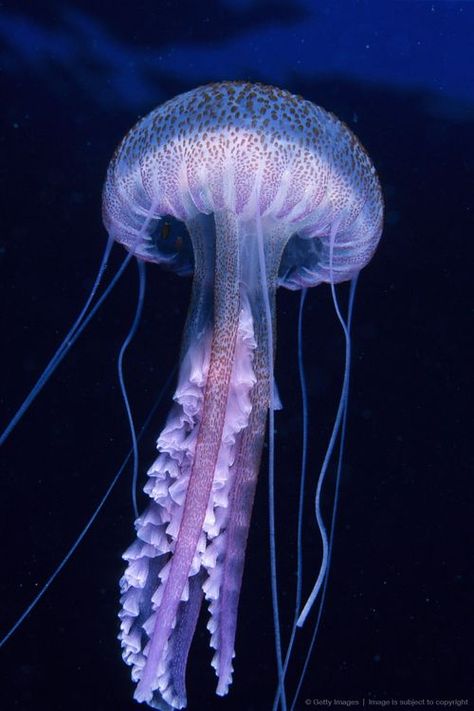 Jellyfish Photography Underwater, Medusa Animal, References Photos, Jellyfish Facts, Purple Jellyfish, Jellyfish Jewelry, Jellyfish Costume, Jellyfish Pictures, Aquarium Pictures