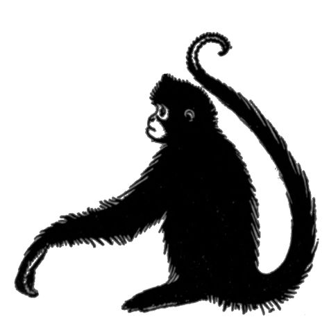 Spider Monkey Drawing, Kingston Tattoo, Monkey Png, Monkey First Birthday, Monkey Drawing, Monkey Man, Monkey Monkey, Spider Monkey, Monkey Art