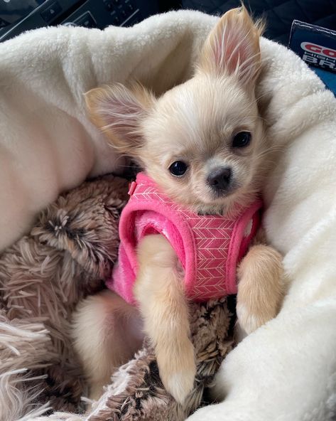 Dog Aesthetic Chihuahua, Mini Chiuaua, Cute Dogs Chihuahua, Chihuahua Puppies Aesthetic, Small Chiwawa, Cute Chihuahua Aesthetic, Cute Chiuahaha, Chiuahaha Cute, Chiuhauha Puppy