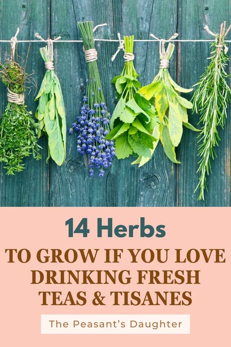 Growing your own herbs is a lovely way to enhance your garden and kitchen alike, especially if you’re a fan of herbal teas and tisanes. Whether you’re a seasoned gardener or just starting out, cultivating these 14 herbs will allow you to brew your own fresh and flavorful beverages right from your backyard. Herb Tea Garden, Tea Herbs To Grow, Tea Garden Plants, Moon Herbs, Herbs For Tea, Biointensive Gardening, Homemaking Ideas, Calendula Tea, Cabin Garden