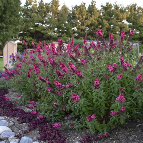 Deer Resistant Shrubs, Pink Flower Top, Pink Perennials, Pink Plants, Diy Garden Fountains, Orange Plant, Yellow Plants, Long Flowers, Border Plants