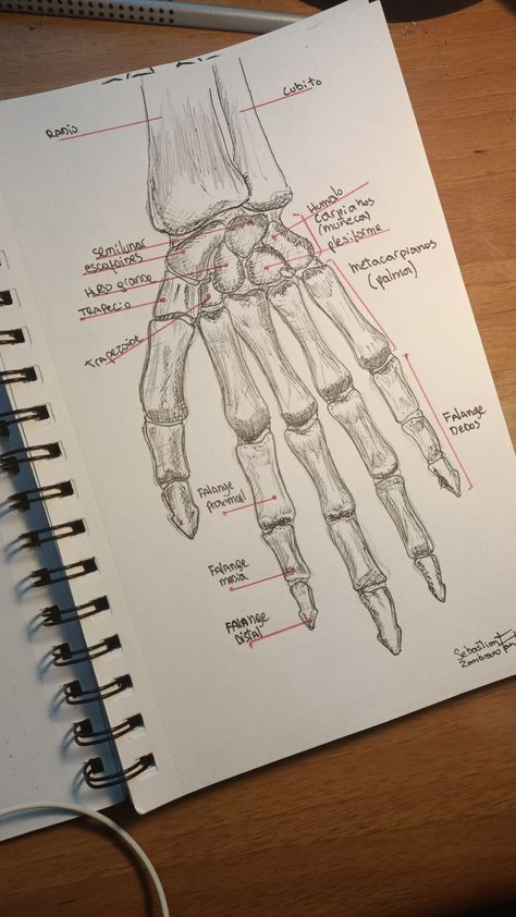 Bones hand draw Medical Aesthetic Drawing, Gcse Art Sketchbook Anatomy, Medical Anatomy Drawing, Anatomy Drawing Bones, Anatomy Class Notes, Anatomical Drawings Sketches, Medicine Drawing Ideas, Anatomy Drawing Aesthetic, Anatomy Bones Drawing