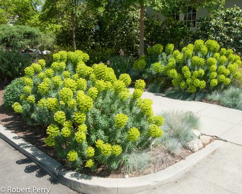 Euphorbia characias ssp. wulfenii - Mediterranean spurge Euphorbia Characias, Front Yard Plants, Drought Tolerant Garden, Waterwise Garden, Mediterranean Landscaping, Gravel Garden, Garden Planner, Rock Garden Landscaping, Mediterranean Garden