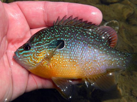 sunfish Longear Sunfish, Pumpkinseed Sunfish, Michigan Wildlife, Fish Chart, Fish Carving, Airbrush Painting, Water Creatures, Aquarium Setup, Fish Skin